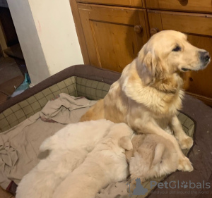 Photo №4. Je vais vendre golden retriever en ville de Ribadesella. éleveur - prix - 400€