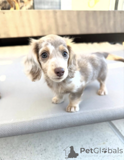 Photo №1. teckel - à vendre en ville de Amsterdam | négocié | Annonce №165207