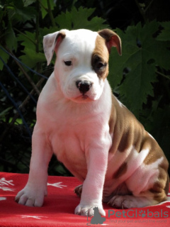 Photos supplémentaires: American Staffordshire Terrier, chiots