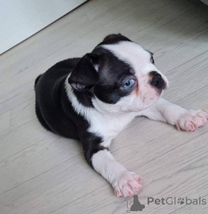 Photo №3. Chiots de Boston Terrier disponibles. USA
