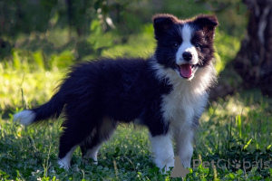 Photo №1. border collie - à vendre en ville de Kruševac | négocié | Annonce №173566