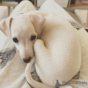 Photo №4. Je vais vendre chien bâtard en ville de Athènes. annonce privée - prix - 430€