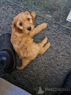 Photo №1. cocker américain - à vendre en ville de Souriant | négocié | Annonce №160008