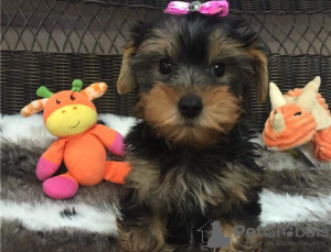 Photo №3. Chiots Yorkshire Terrier. Slovaquie