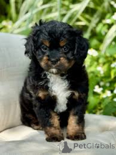 Photo №3. L'achat de Cavapoo-puppy. Belgique