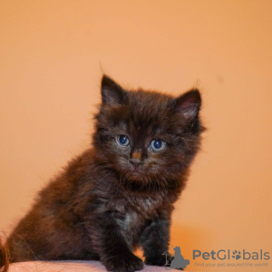 Photos supplémentaires: Le chaton est entre de bonnes mains.