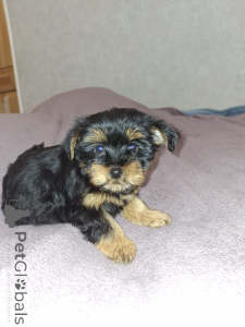 Photo №2 de l'annonce № 162867 de la vente biewer yorkshire terrier, yorkshire terrier - acheter à Estonie annonce privée, de la fourrière, éleveur