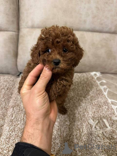 Photo №2 de l'annonce № 159971 de la vente caniche (jouet) - acheter à Serbie 