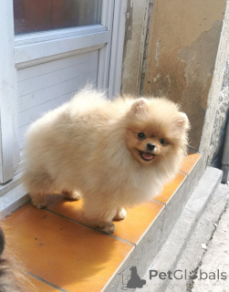 Photo №1. spitz allemand - à vendre en ville de Beaufort | négocié | Annonce №165005