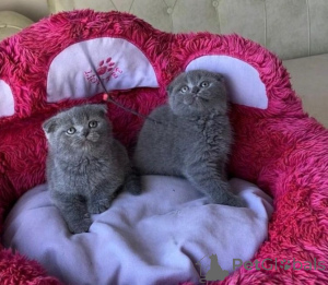 Photo №1. scottish fold - à vendre en ville de Zagreb | 266€ | Annonce № 153494