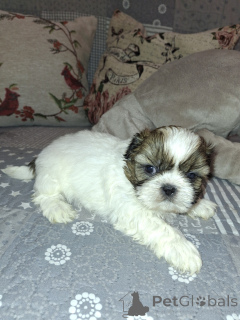 Photo №4. Je vais vendre lhassa apso, bichon maltais, maltipu, spitz nain, caniche (nain), spitz finlandais, shih tzu en ville de Riga. annonce privée, de la fourrière, éleveur - prix - 700€