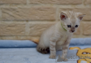 Photos supplémentaires: Meilleurs chatons Bengal!