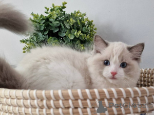 Photo №1. ragdoll - à vendre en ville de Munich | négocié | Annonce № 164801