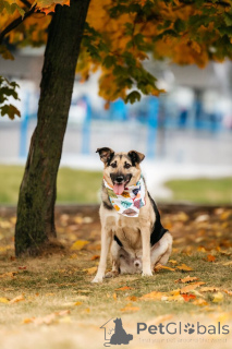 Photo №2 de l'annonce № 149592 de la vente chien bâtard - acheter à Fédération de Russie 