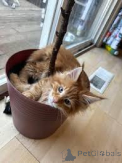 Photo №3. Chatons Maine Coon disponibles à l'adoption.. La finlande