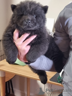 Photo №3. Chiots Chow Chow mignons. Portugal