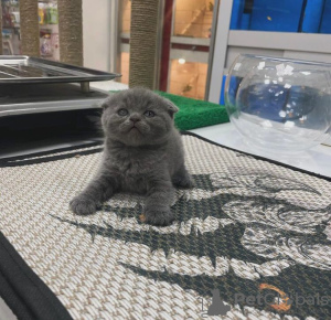 Photo №2 de l'annonce № 83951 de la vente scottish fold - acheter à USA annonce privée