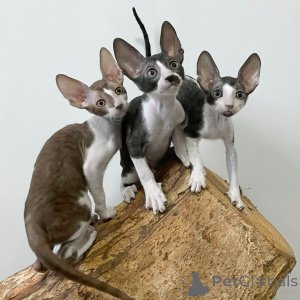 Photo №1. cornish rex - à vendre en ville de Queenststown | négocié | Annonce № 161162