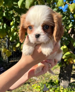 Photo №3. cavalier roi Charles Spaniel. Serbie