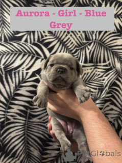 Photo №4. Je vais vendre bouledogue en ville de Amérique. éleveur - prix - 600€
