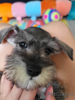 Photo №2 de l'annonce № 54925 de la vente schnauzer miniature - acheter à Serbie annonce privée