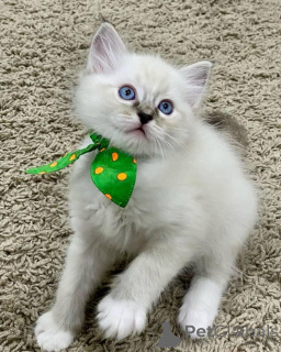 Photo №2 de l'annonce № 168917 de la vente ragdoll - acheter à La finlande 
