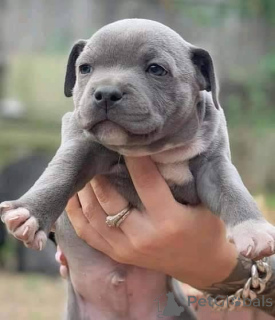 Photo №1. staffordshire bull terrier - à vendre en ville de Lille | négocié | Annonce №165304