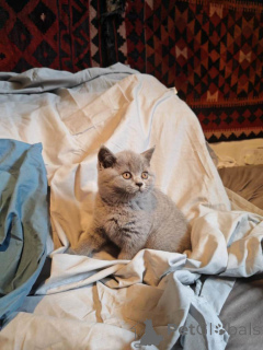 Photo №2 de l'annonce № 166201 de la vente british shorthair - acheter à Allemagne annonce privée
