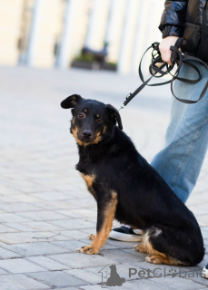Photo №2 de l'annonce № 160576 de la vente  - acheter à Fédération de Russie annonce privée