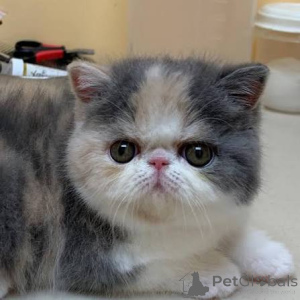 Photo №1. exotic shorthair - à vendre en ville de Helsinki | 500€ | Annonce № 178412