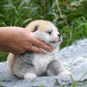 Photo №4. Je vais vendre akita (chien) en ville de Cherkassky Bishkin. de la fourrière, éleveur - prix - 757€