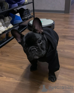 Photo №4. Je vais vendre bouledogue en ville de Bremen. annonce privée - prix - 265€