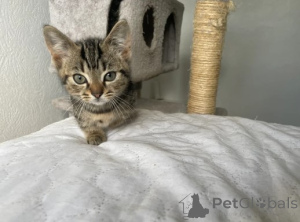 Photo №4. Je vais vendre munchkin en ville de Munich. éleveur - prix - négocié