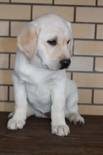 Photo №2 de l'annonce № 3897 de la vente labrador retriever - acheter à Fédération de Russie de la fourrière, éleveur