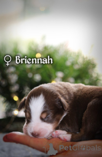 Photo №3. Chiot berger américain miniature (MAS). Pologne