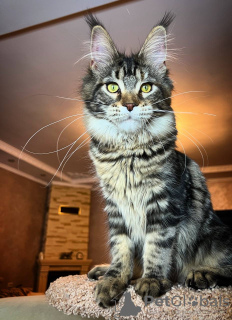 Photo №1. maine coon - à vendre en ville de Uhingen | 400€ | Annonce № 106951