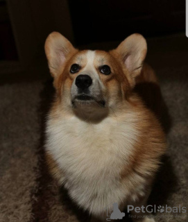 Photo №4. Je vais vendre welsh corgi en ville de Алмере. éleveur - prix - 2560€