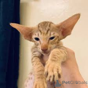 Photo №4. Je vais vendre oriental shorthair en ville de Helsinki. annonce privée, éleveur - prix - 350€
