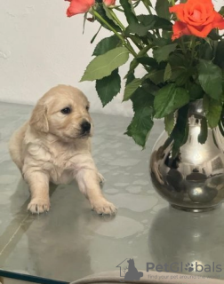 Photo №1. golden retriever - à vendre en ville de Tallinn | 331€ | Annonce №127518