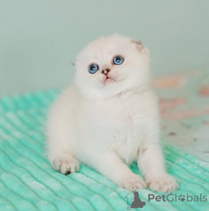 Photo №1. scottish fold - à vendre en ville de Herzogenrath | 250€ | Annonce № 172913