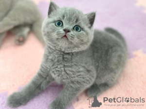 Photo №1. british shorthair - à vendre en ville de New york | 208€ | Annonce № 89597