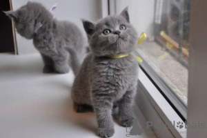 Photo №1. british shorthair - à vendre en ville de Berlin | 350€ | Annonce № 123431