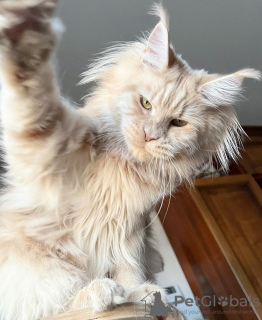 Photo №4. Je vais vendre maine coon en ville de Berlin.  - prix - 300€