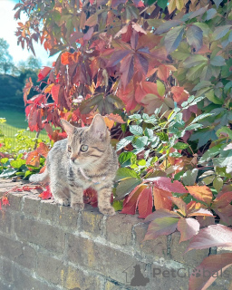 Photo №1. european à poil ras - à vendre en ville de Mannheim | négocié | Annonce № 158220