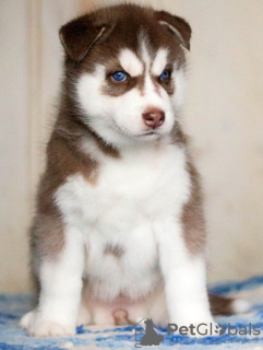 Photos supplémentaires: Chiots husky aux yeux bleus rouges