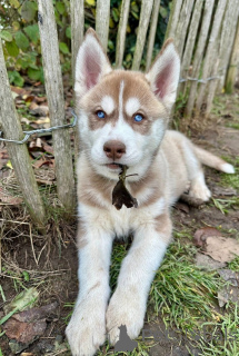 Photo №1. husky de sibérie - à vendre en ville de Anjala | Gratuit | Annonce №162731