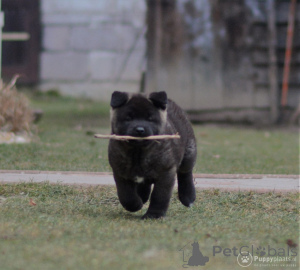 Photo №4. Je vais vendre akita (chien) en ville de Lindow. annonce privée, éleveur - prix - 800€