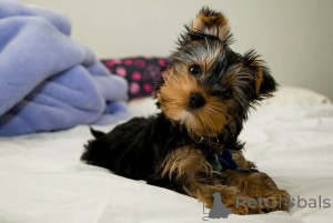 Photo №1. yorkshire terrier - à vendre en ville de Helsinki | Gratuit | Annonce №165299