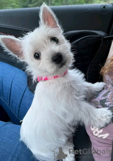 Photo №2 de l'annonce № 75805 de la vente west highland white terrier - acheter à Lituanie annonce privée, éleveur