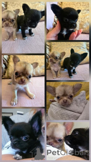Photo №2 de l'annonce № 177930 de la vente chihuahua - acheter à Serbie éleveur